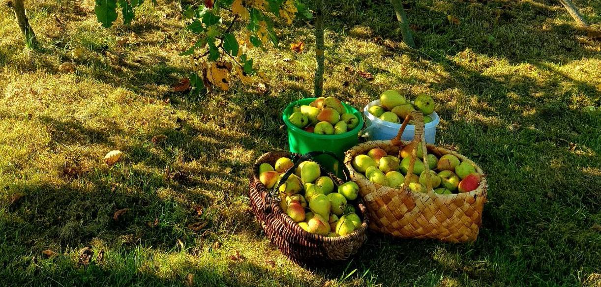 В выходные вологжан ждёт тёплая и сухая погода
