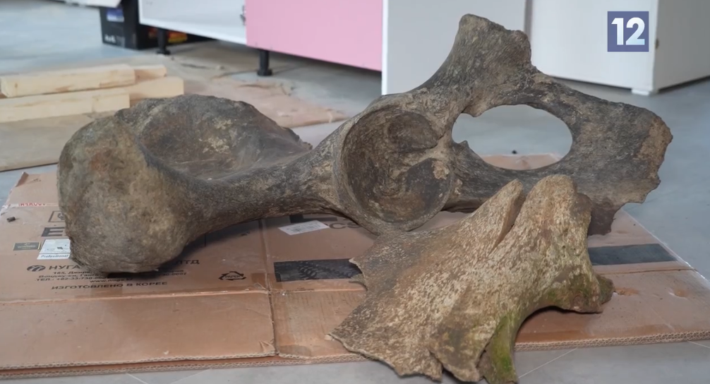 Кости мамонта нашли в Вологодской области