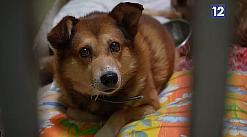 Приют для бездомных собак «ЗооЩит» не может оправиться от потопа