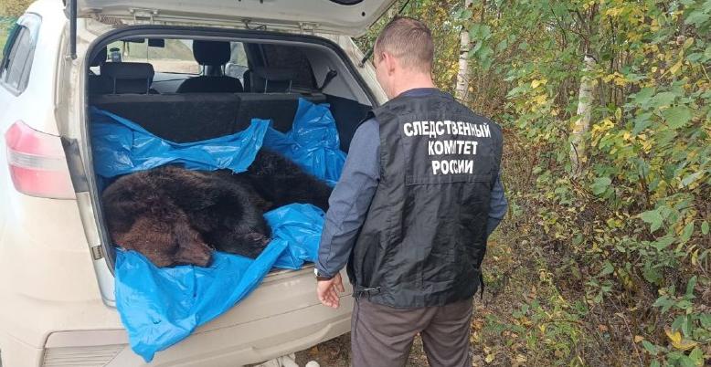 Грибник погиб от нападения медведя в Архангельской области