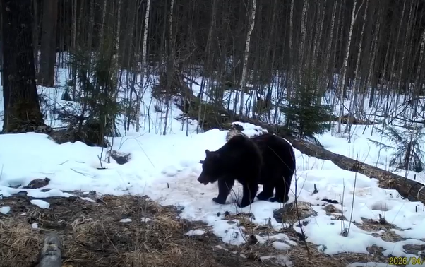 Медведи проснулись в национальном парке «Русский Север»