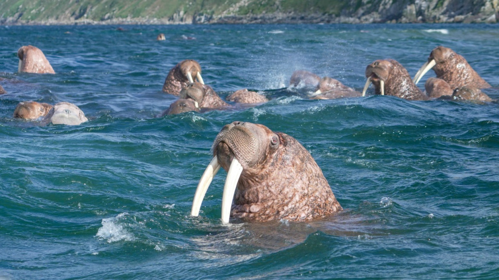 5 Чукотские моржи.jpg