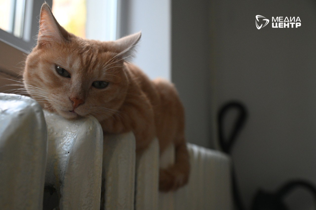 кот на батарее.JPG