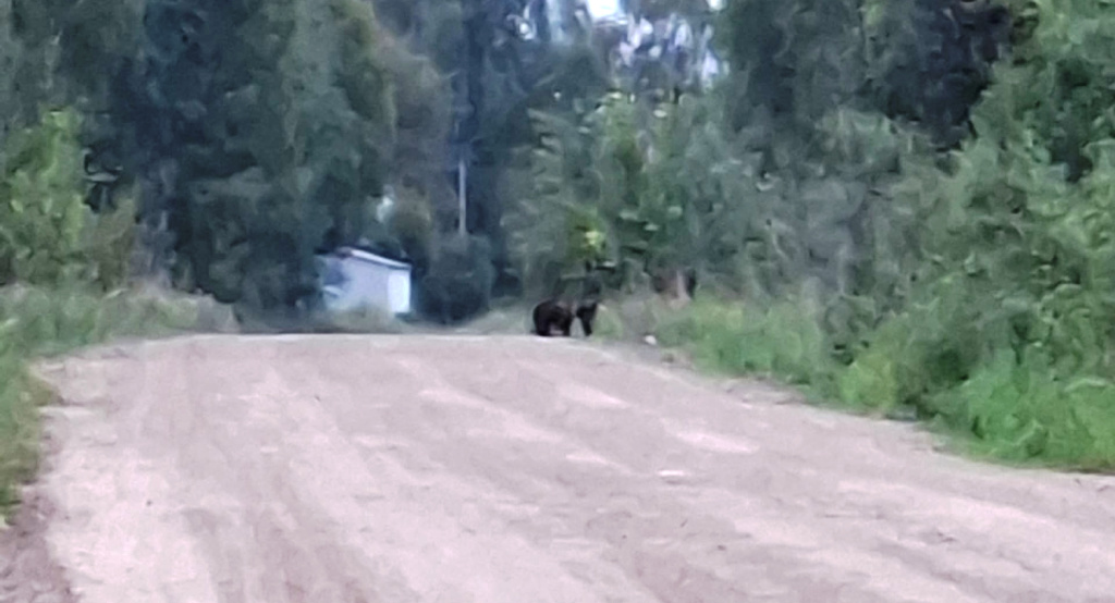 дер.Козлово.jpg дер.Козлово.jpg