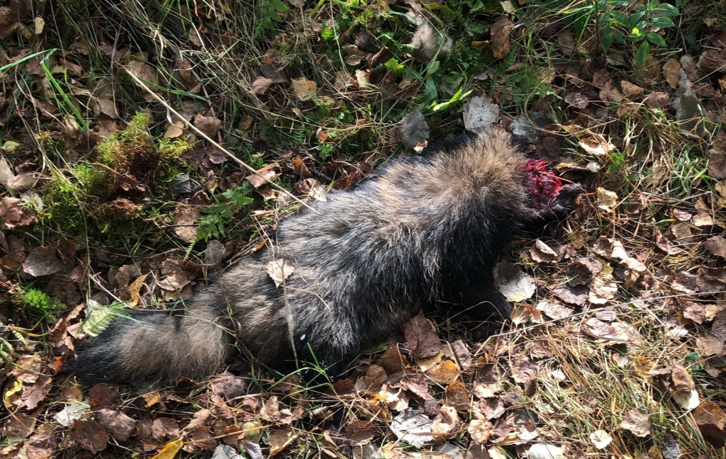 Вешняки медведь загрыз енотовидную собаку (вк-группа вешняки).jpg Вешняки медведь загрыз енотовидную собаку (вк-группа вешняки).jpg