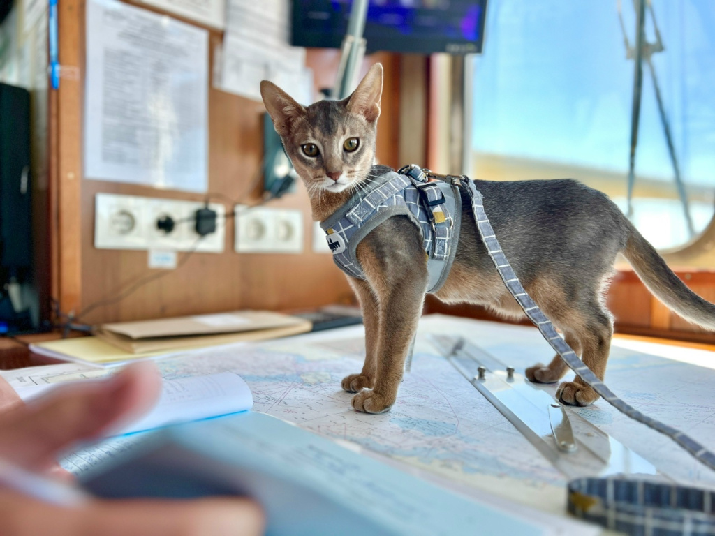 4 А корабельный кот 2.jpg 4 А корабельный кот 2.jpg