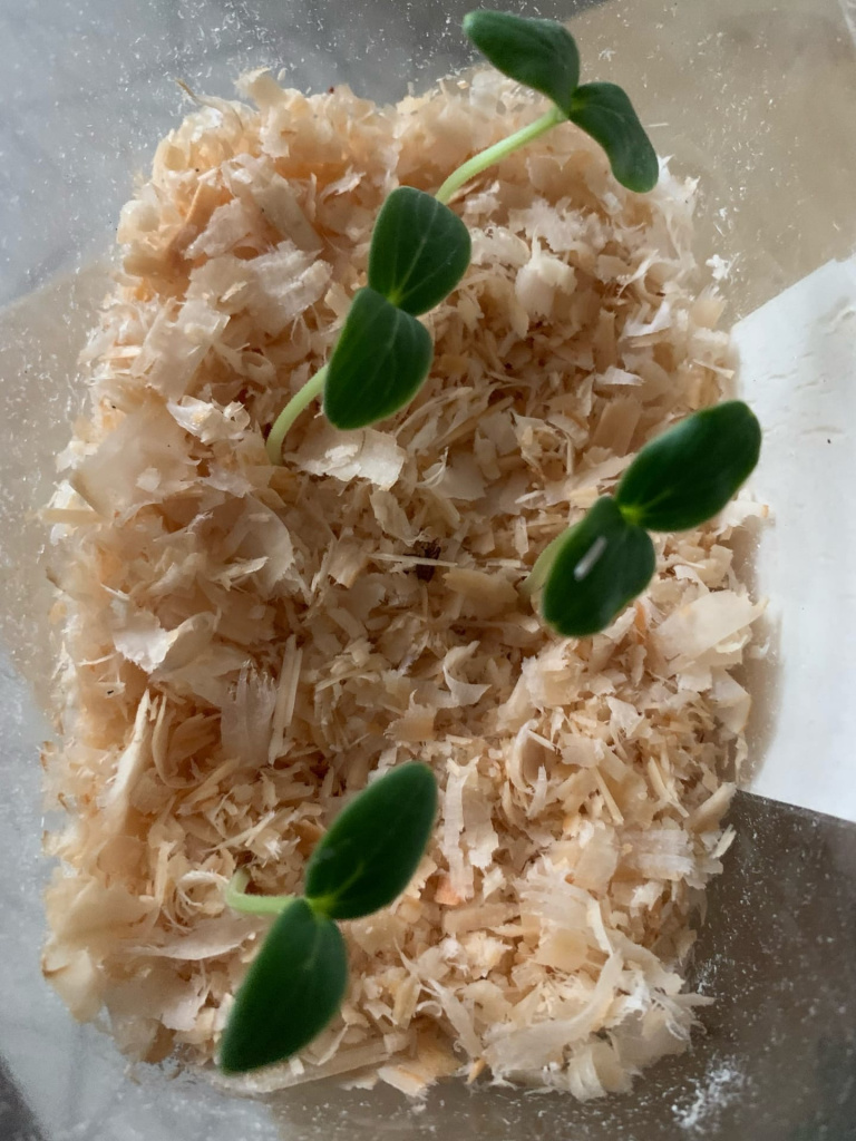 5 Семена проросли Любовь Царева.jpg 5 Семена проросли Любовь Царева.jpg