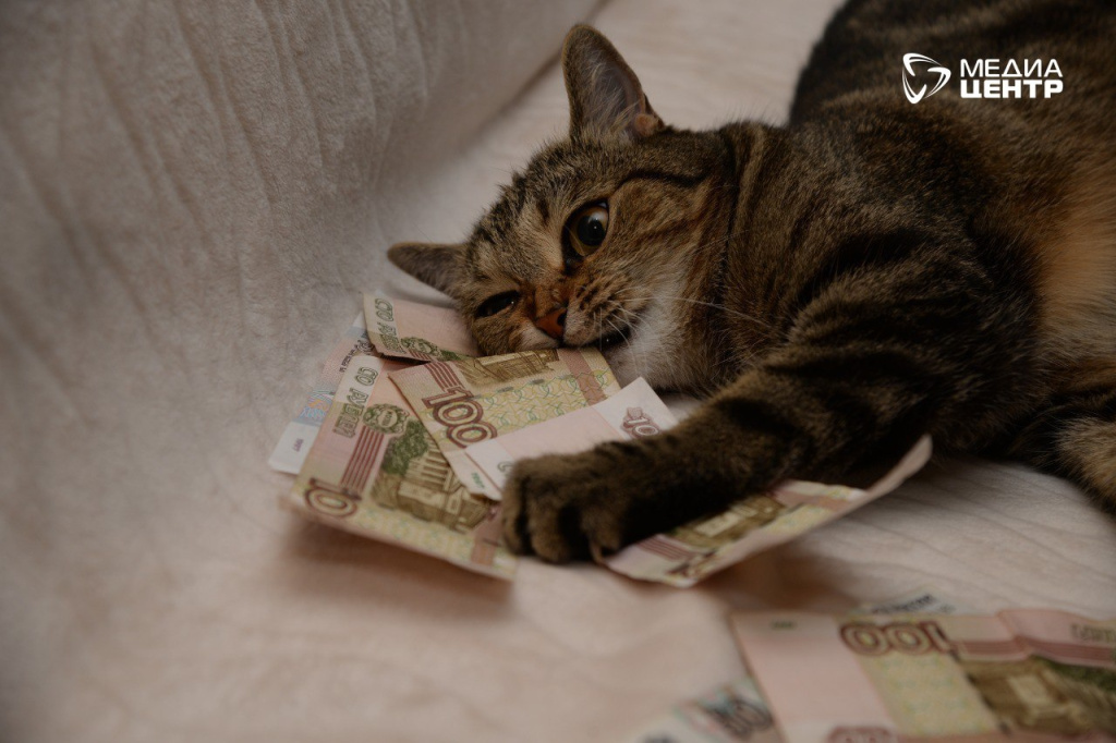 кот купюры деньги.JPG