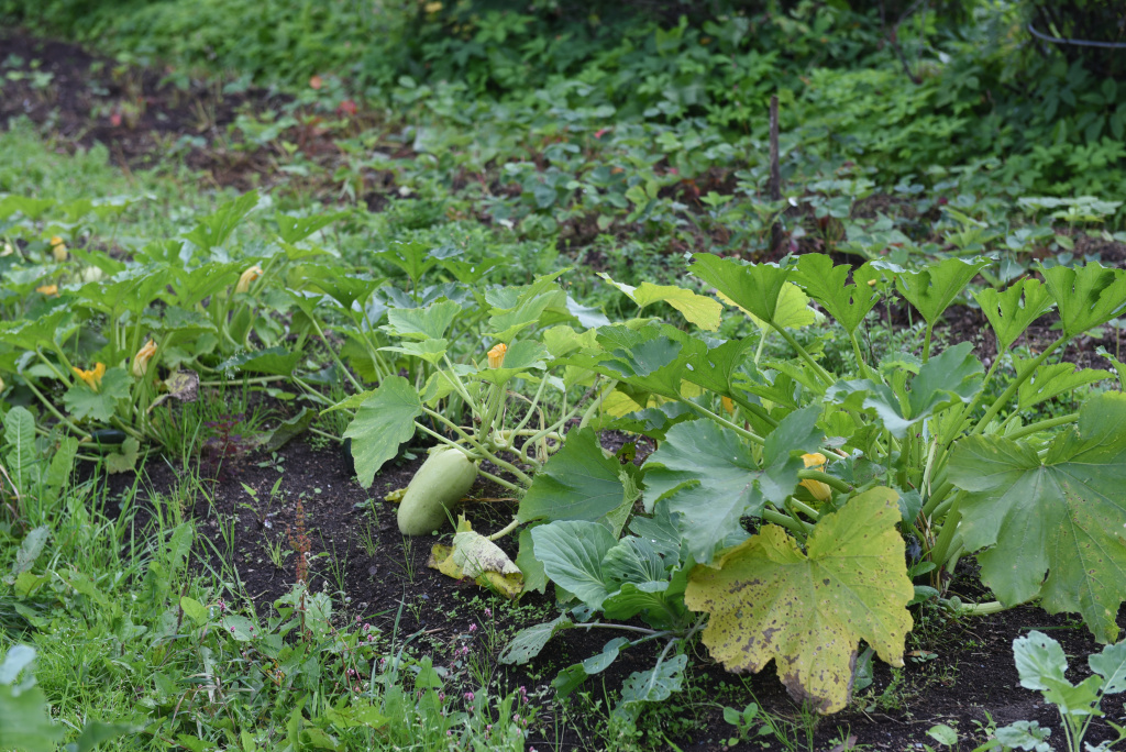 5 кабачки.JPG