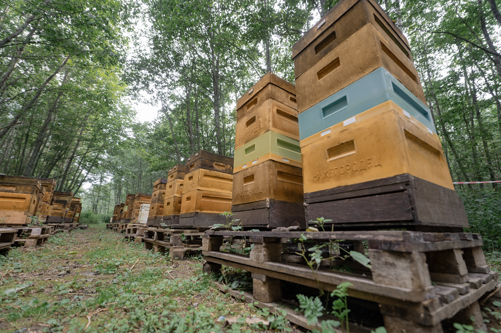пчеловод Дмитрий Константинов 4 фото Артем Сельчихин.png