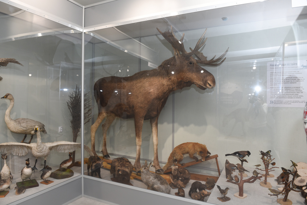 4 лось.jpg 4 лось.jpg