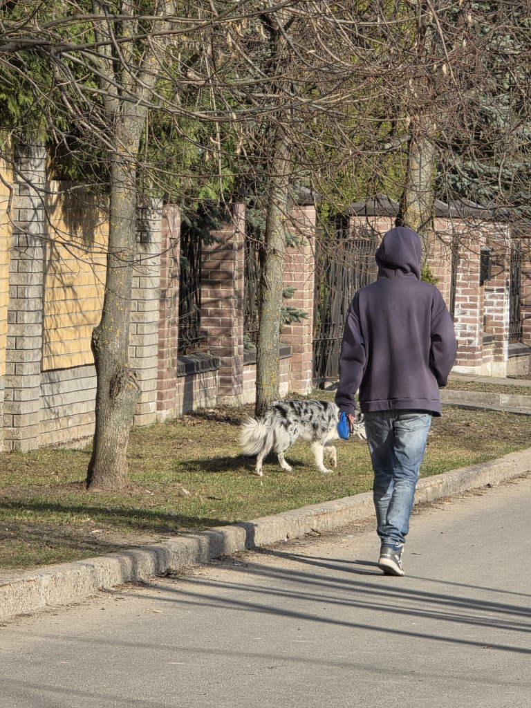 собака зеленая зона.jpg