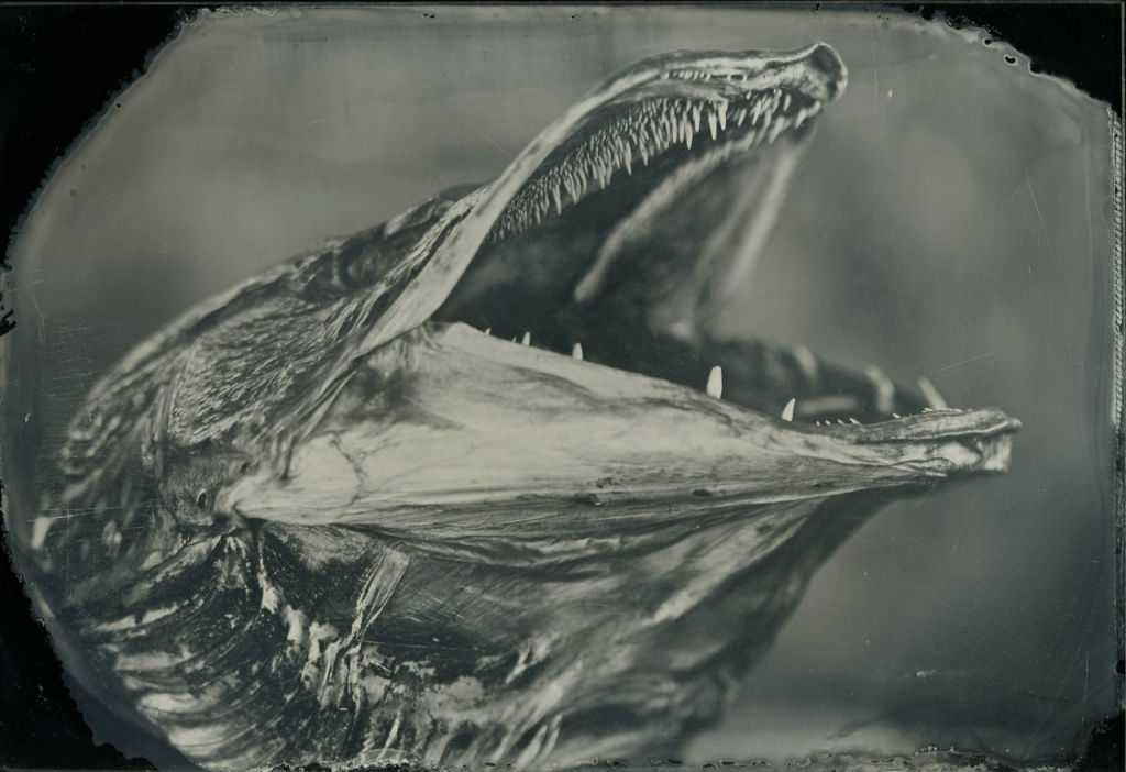 7 щучий портрет.jpg