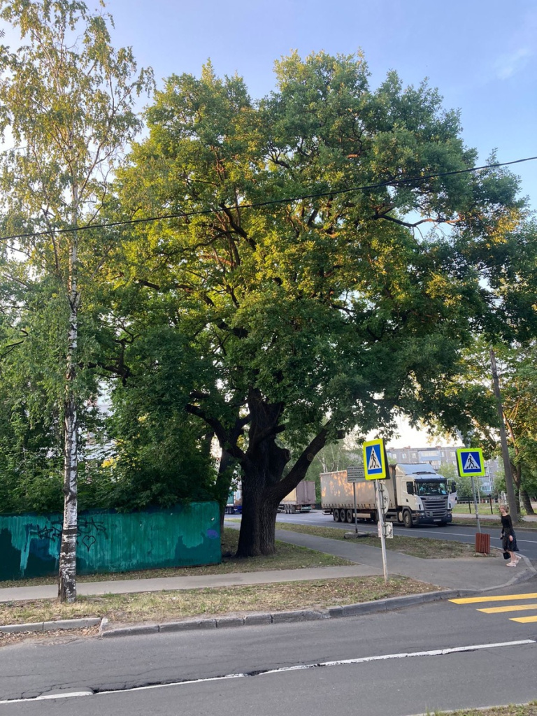 Дуб летом.jpg