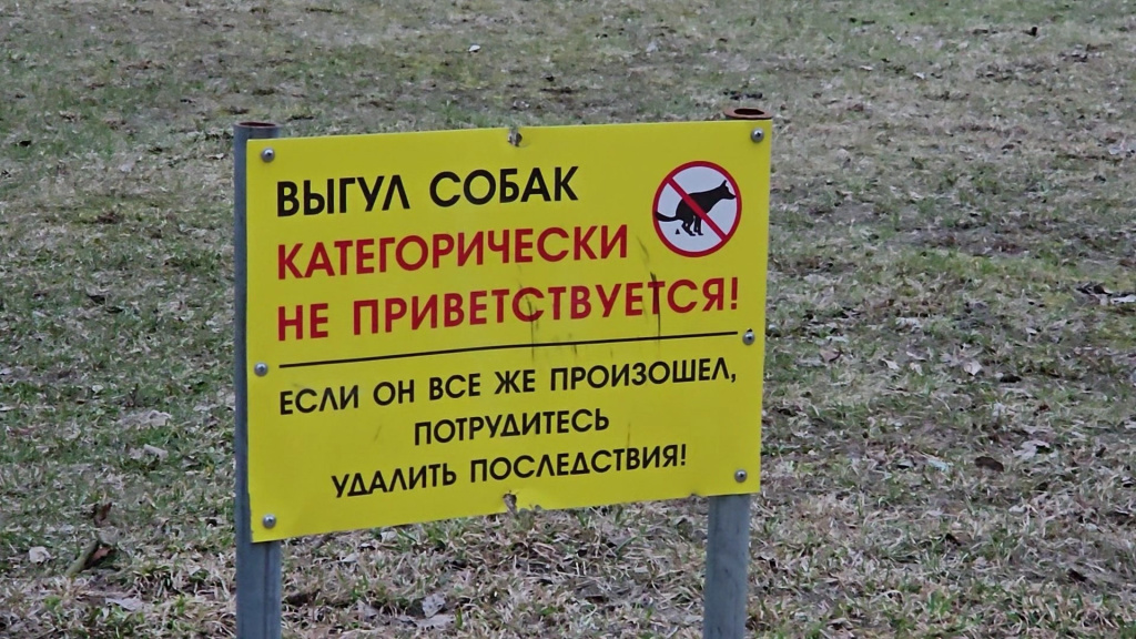 собаки выгул.jpg