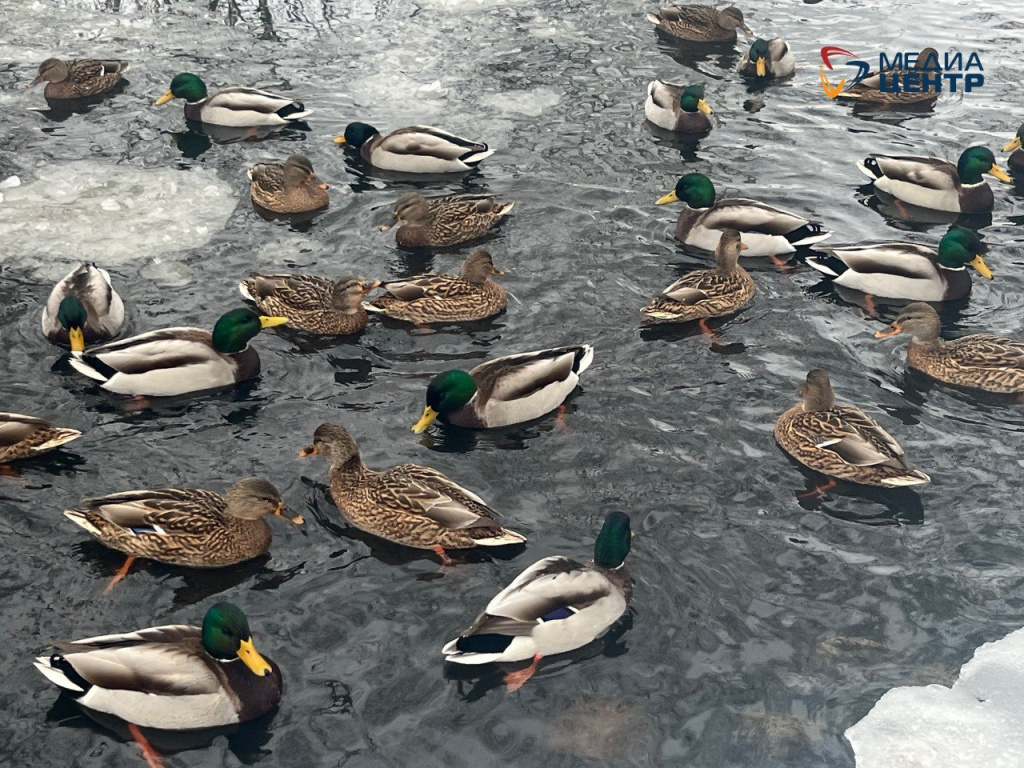 утки весна 1.jpg