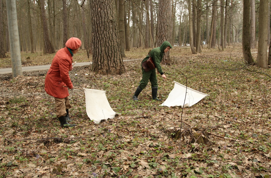 ловят клещей.jpg