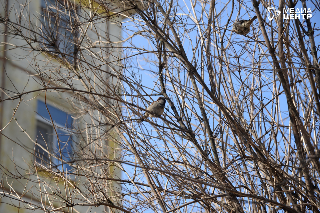 воробьи весна.jpg