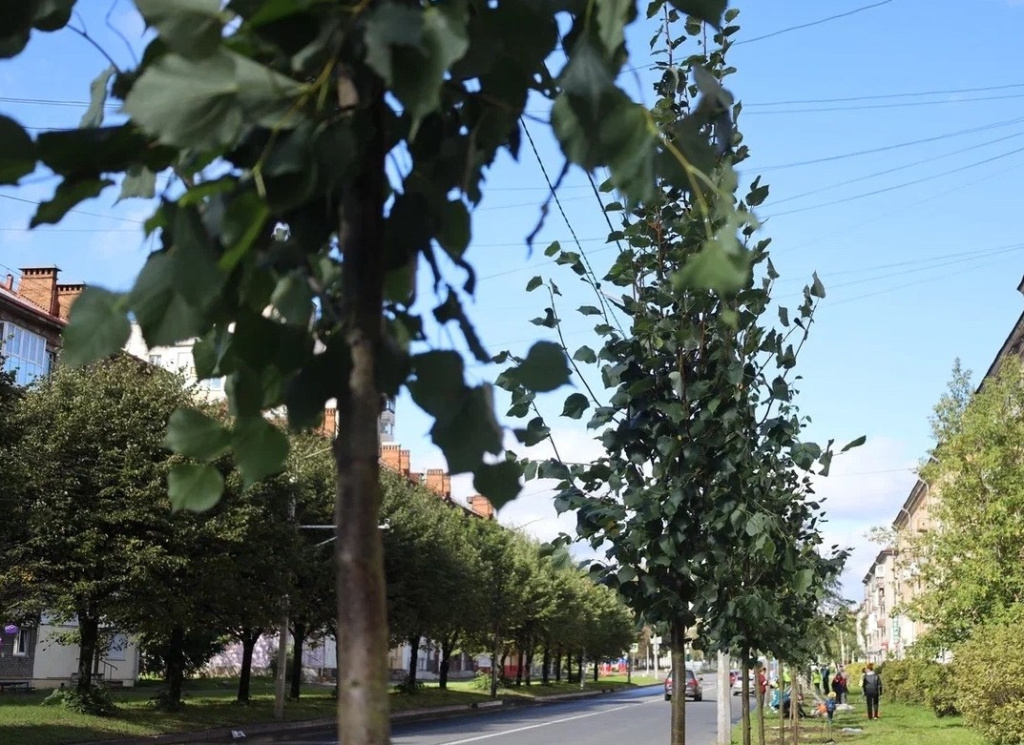 Липы для городского благоустройства Череповца.jpg