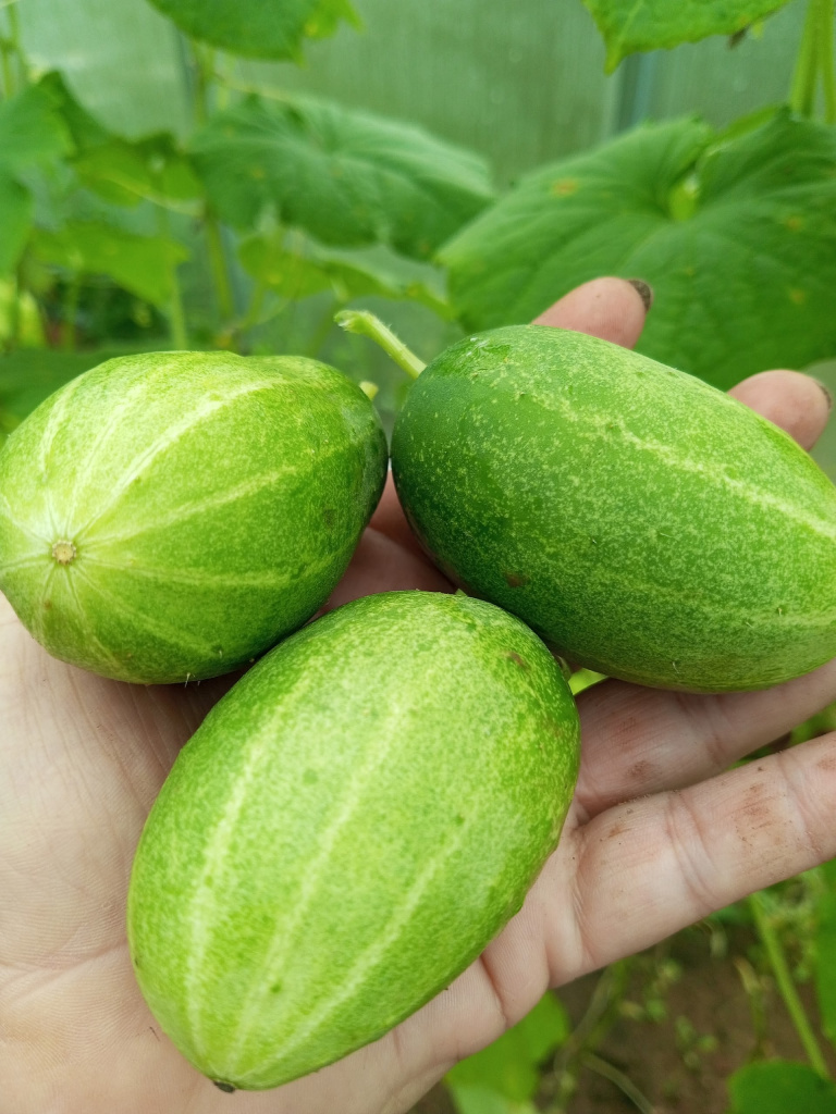 4 огурцы.jpg 4 огурцы.jpg