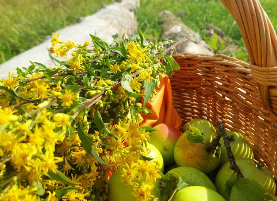 яблоки в корзине лето (2).jpg яблоки в корзине лето (2).jpg