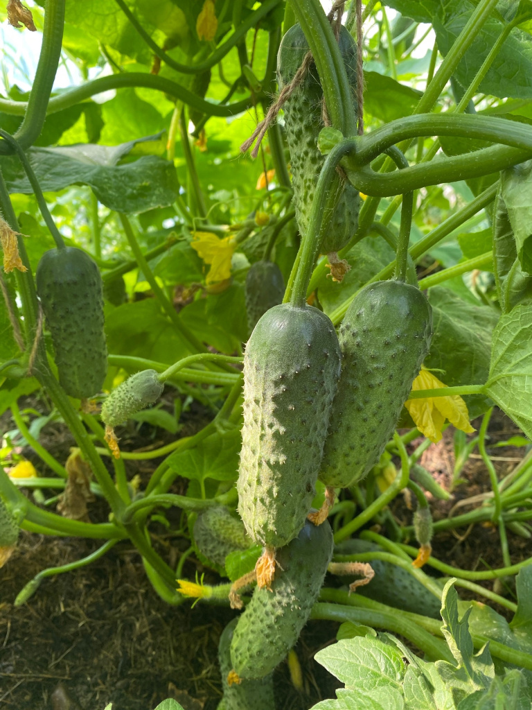 7 Огурчики Любови.jpg 7 Огурчики Любови.jpg