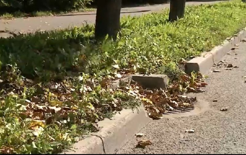 листья.jpg листья.jpg