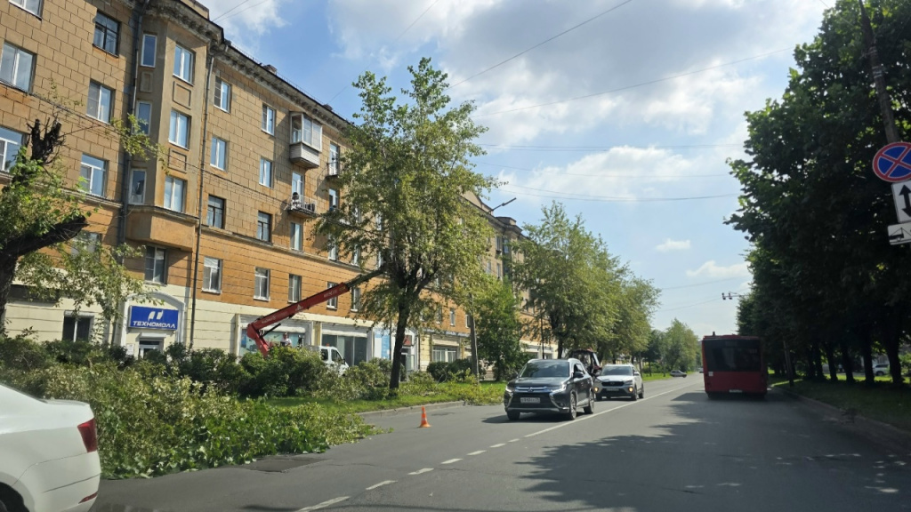 спил деревьев 5.jpg