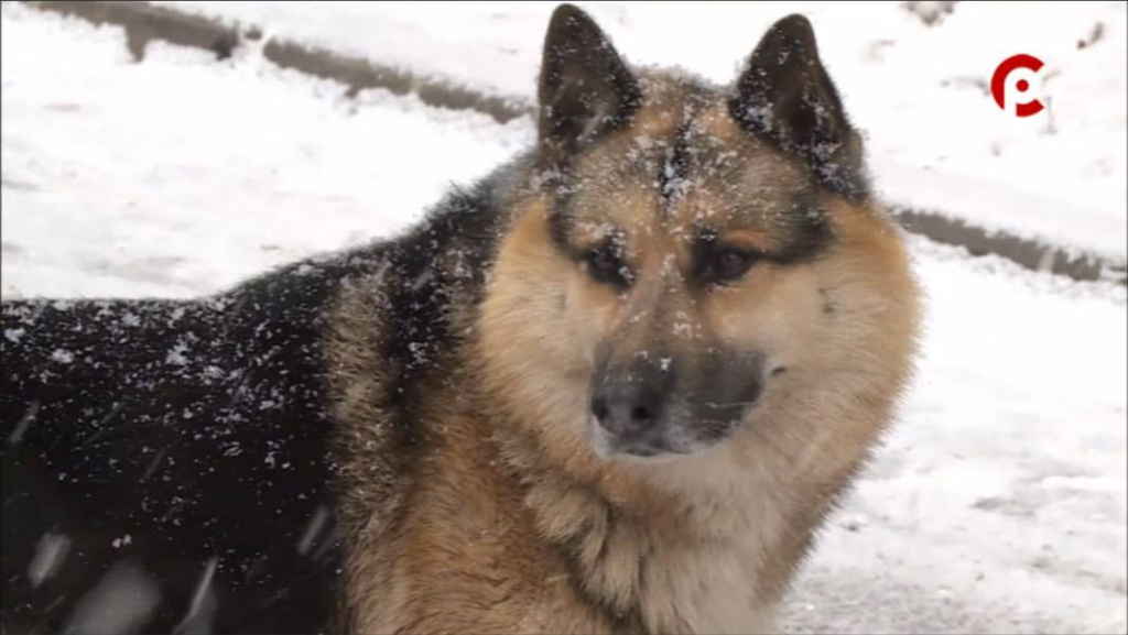 70% россиян имеют домашних животных