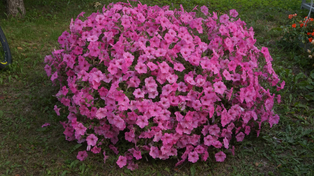 цветы фото (3).JPG