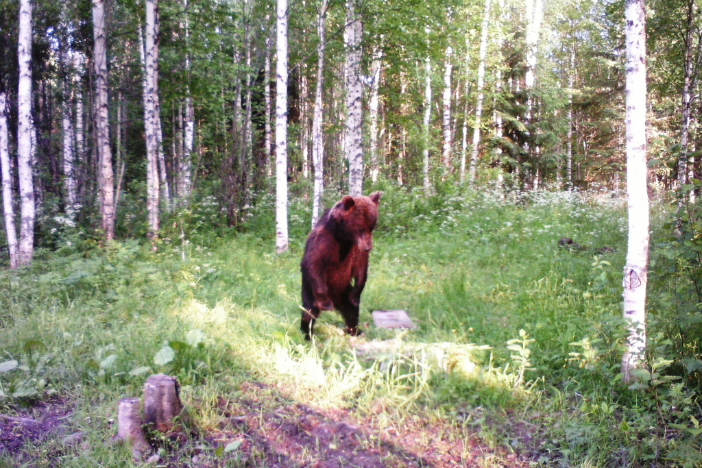 медведь национальный парк русский север.jpg медведь национальный парк русский север.jpg