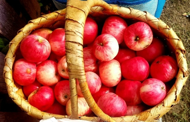 яблочный спас яблоки.jpg