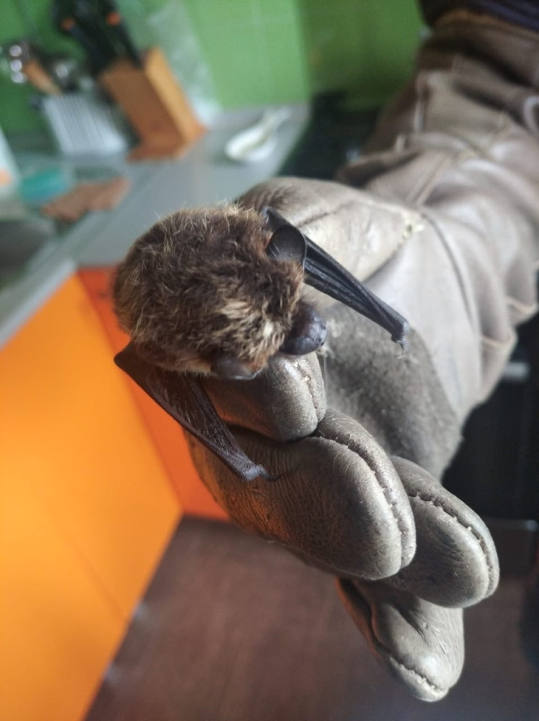 мышь летучая 1.jpg