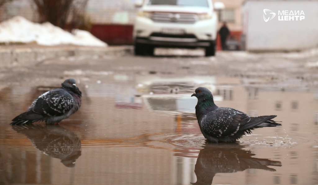 голуби в луже.JPG