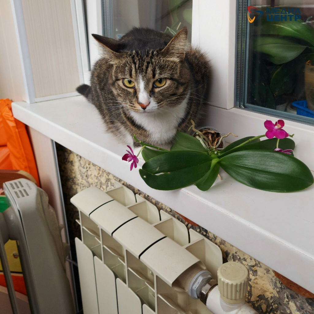 кошка и батарея отопление жкх.jpg кошка и батарея отопление жкх.jpg