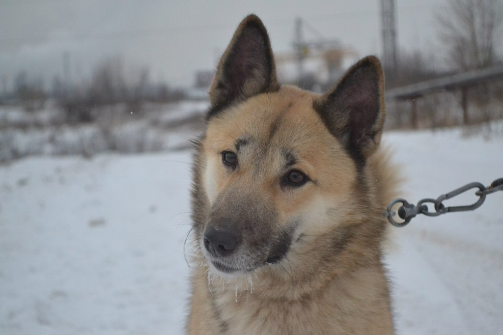 собака спас.jpg